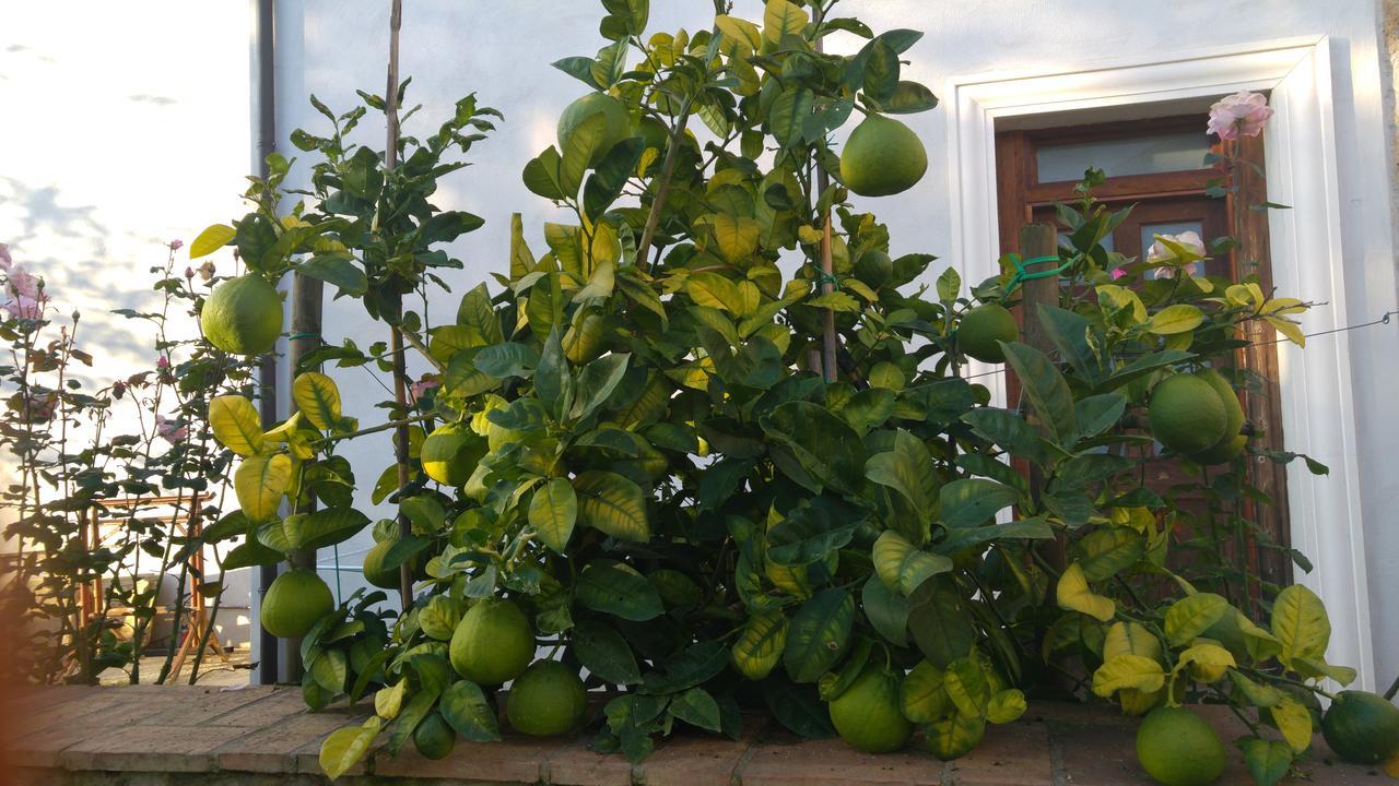 Borgo Patierno Pensionat Conca della Campania Eksteriør billede
